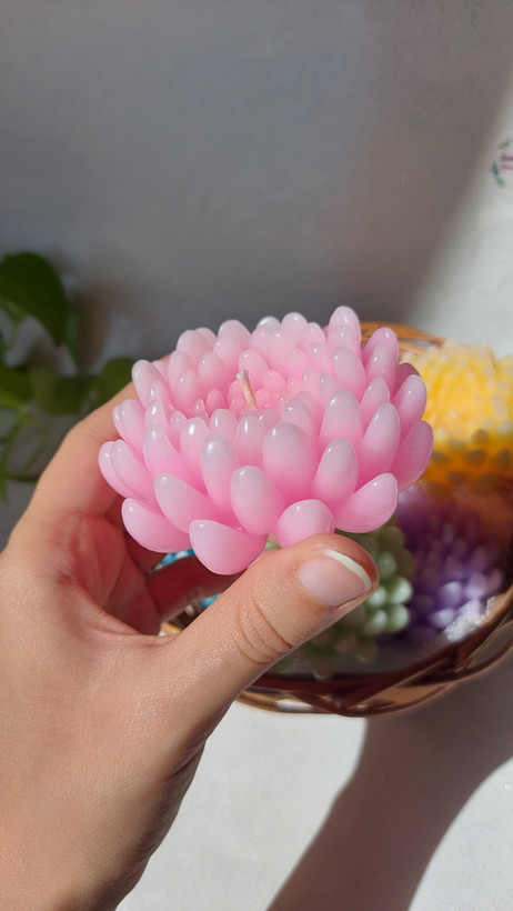 شمع گل داوودی