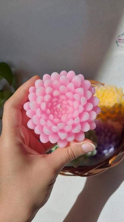 شمع گل داوودی